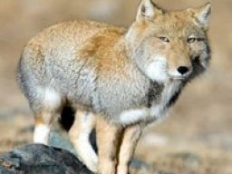 Renard du Tibet